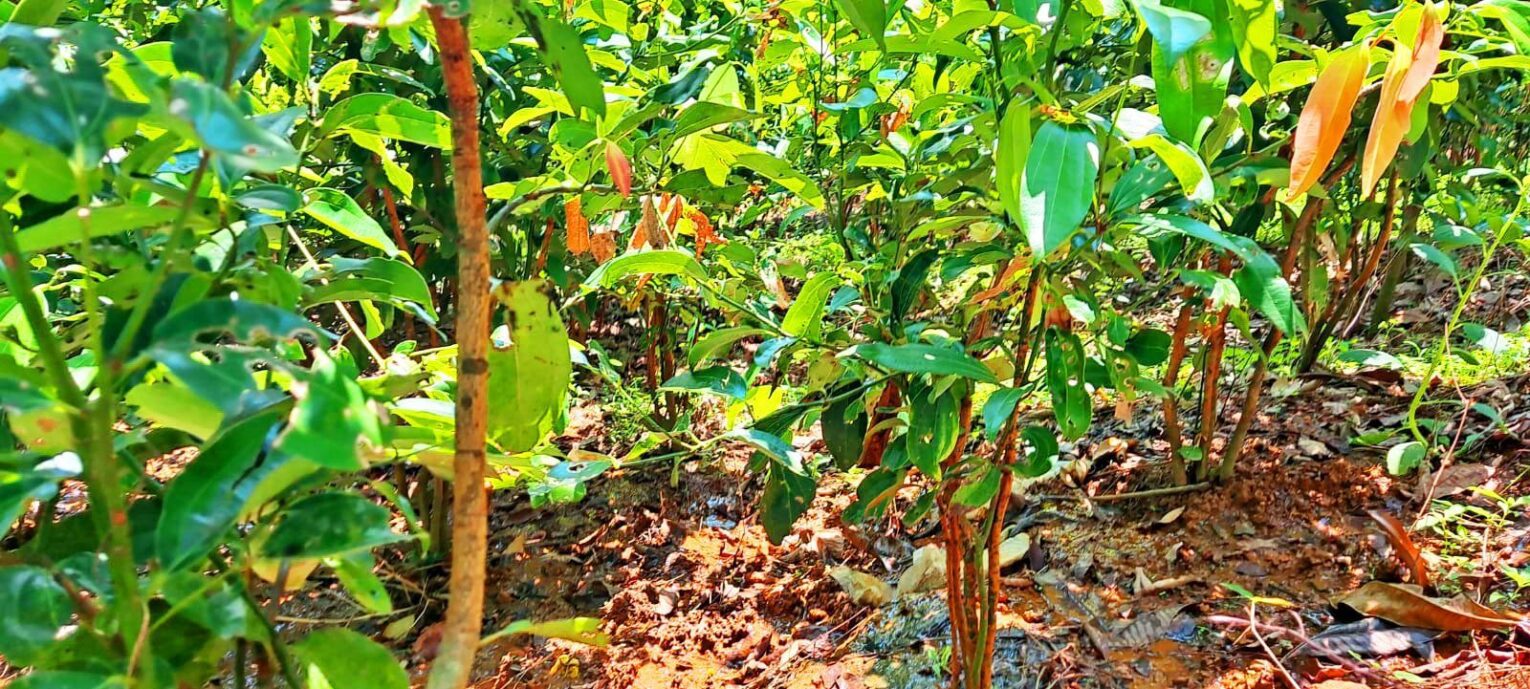 Cinnamon lands Sri Lanka farming cinnamon ceylon cinnamon land